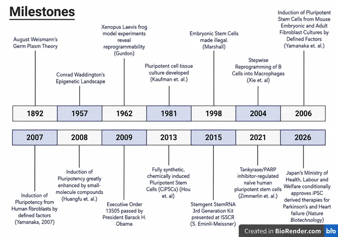 induced pluripotent stem cells (iPSCs)